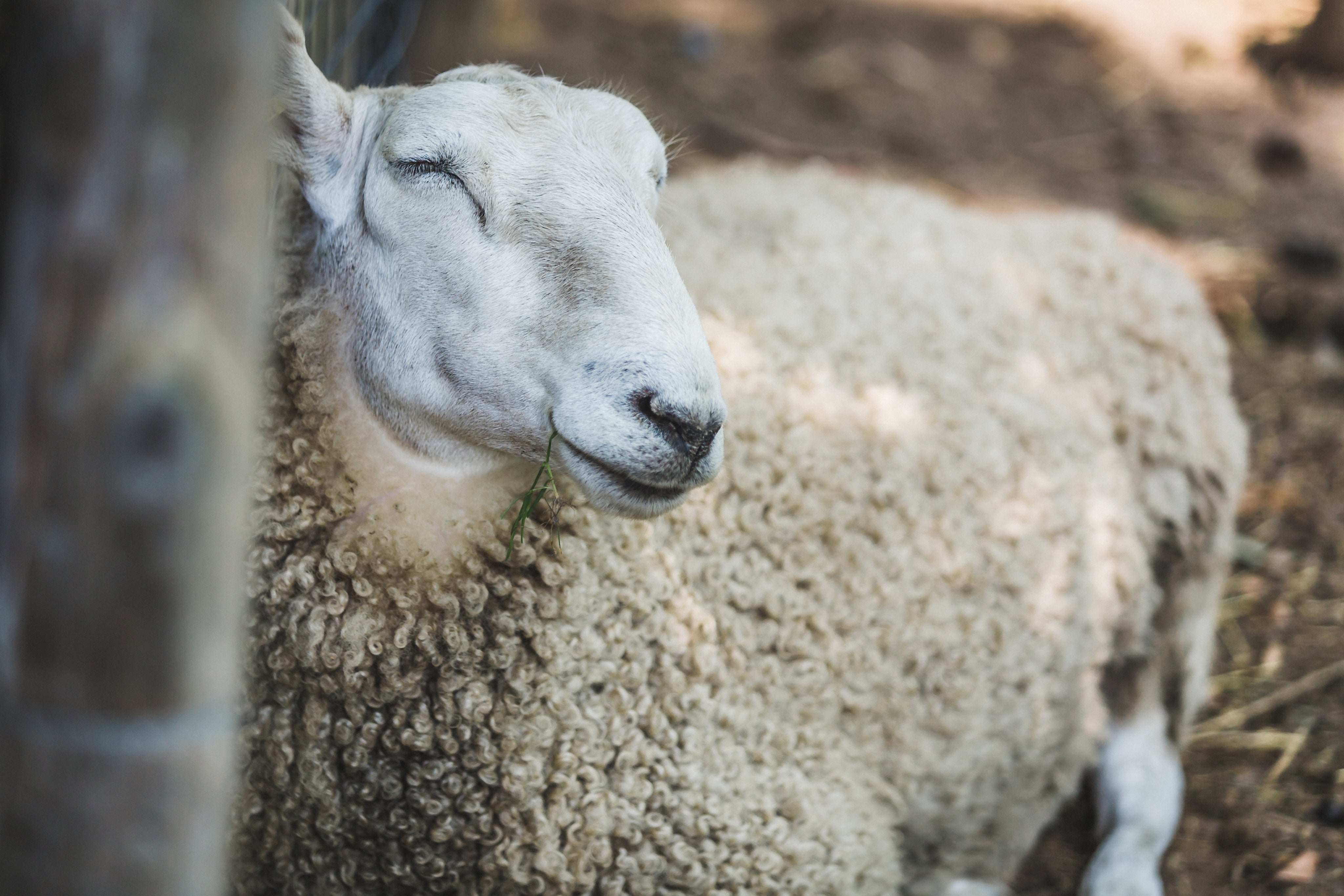 A picture of a sheep closing its eyes.